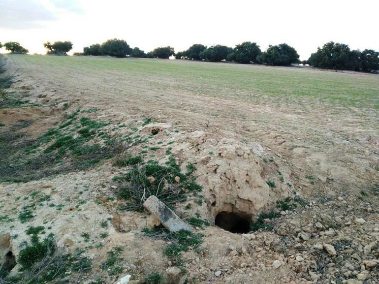 La plaga de conejos provoca 3 millones de euros de pérdidas en la provincia de Burgos