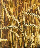 Convocadas ayudas para transformación, comercialización y desarrollo de productos agrarios