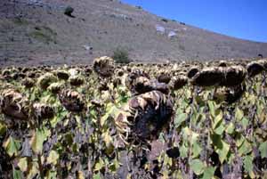 Habrá una superficie similar de girasol en Castilla y León similar al año pasado