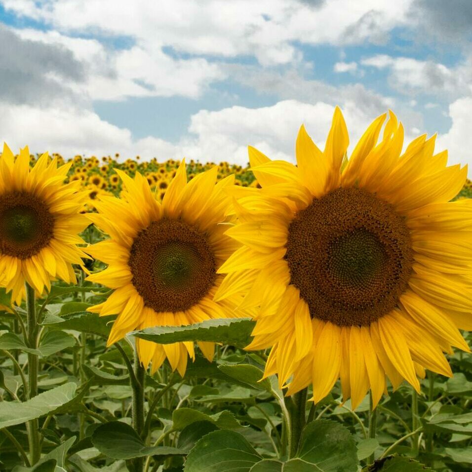 pexels clickerhappy 2602